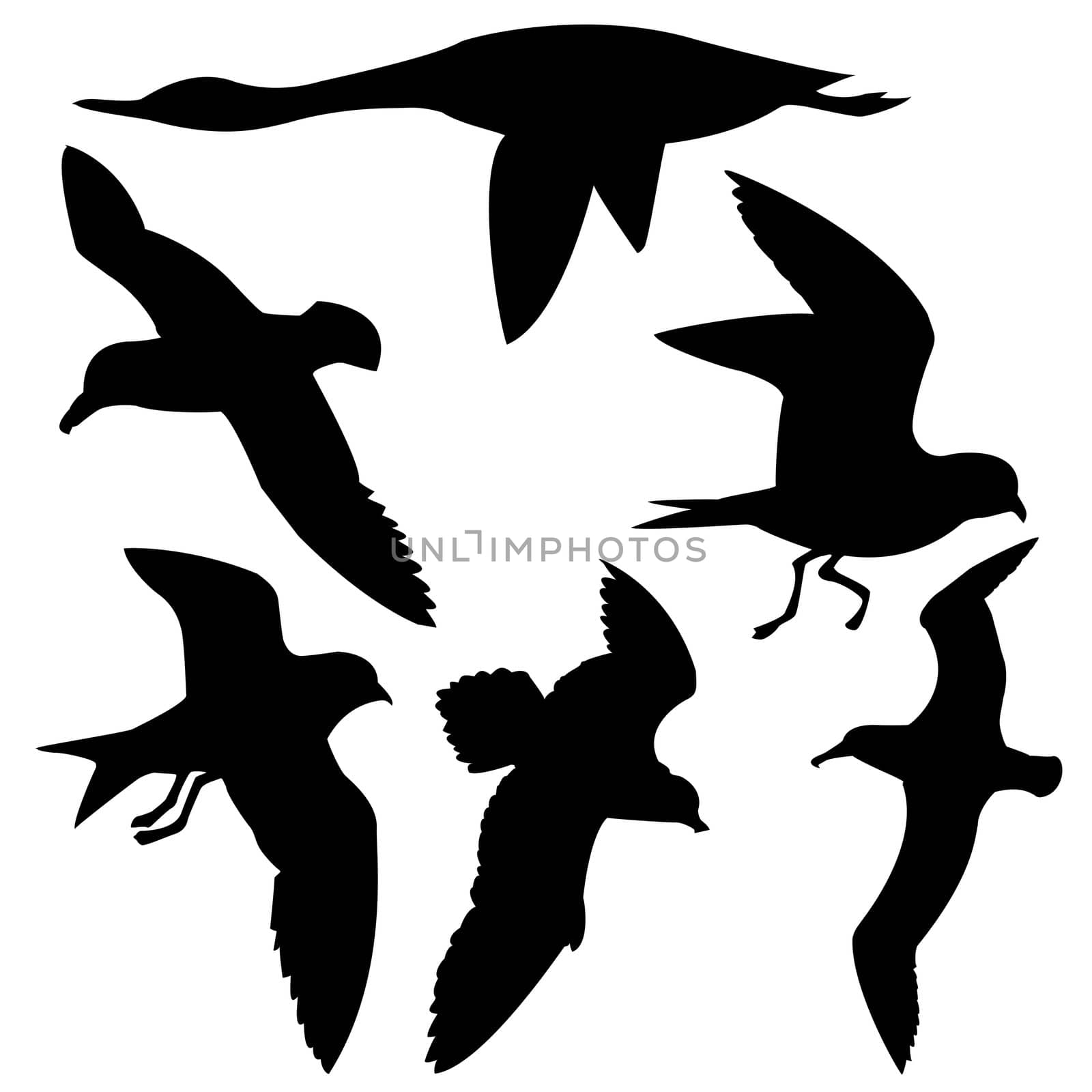 vector silhouette flying birds on white background by basel101658