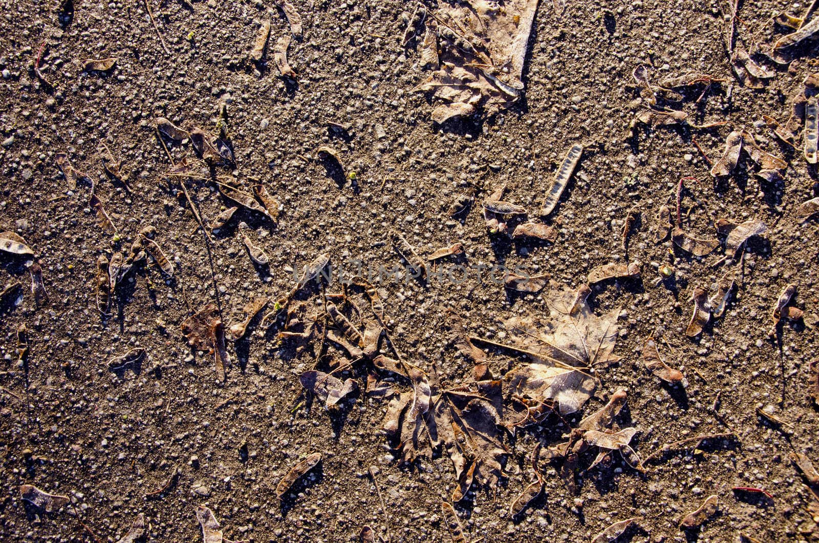 Closeup maple leaves and seeds on asphalt sunlight by sauletas