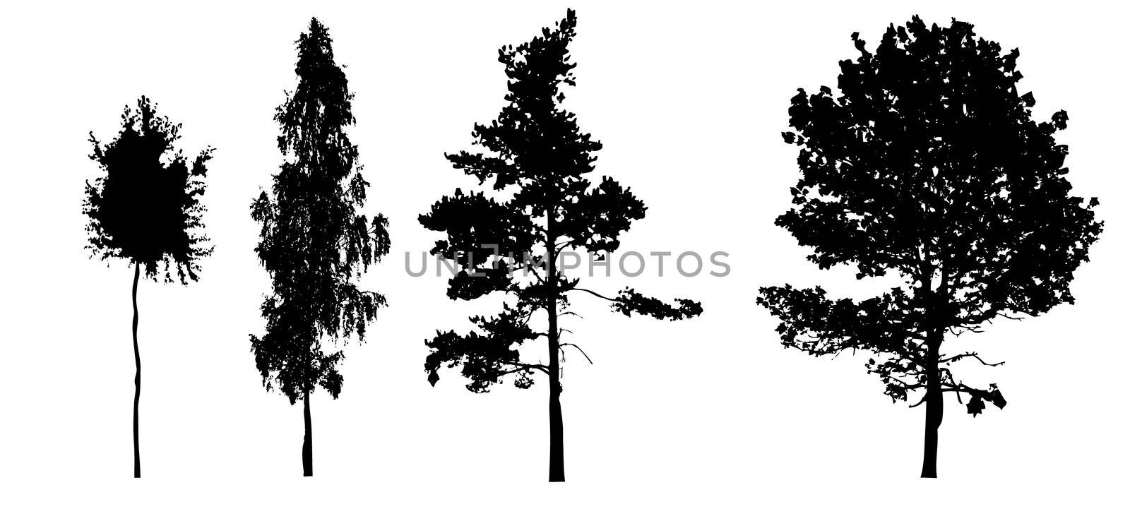 silhouettes tree on white background