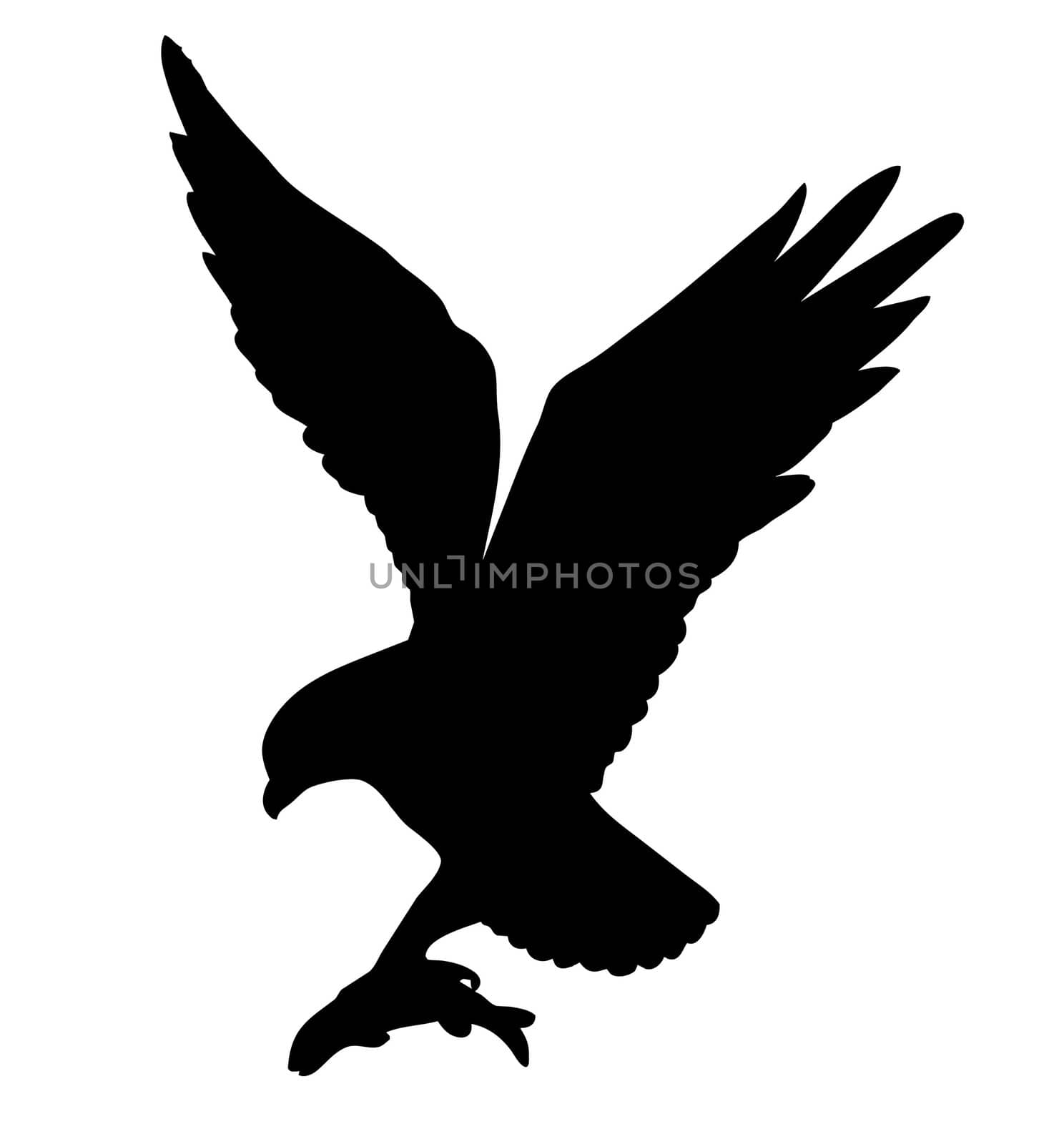 vector silhouette of the ravenous bird on white background by basel101658