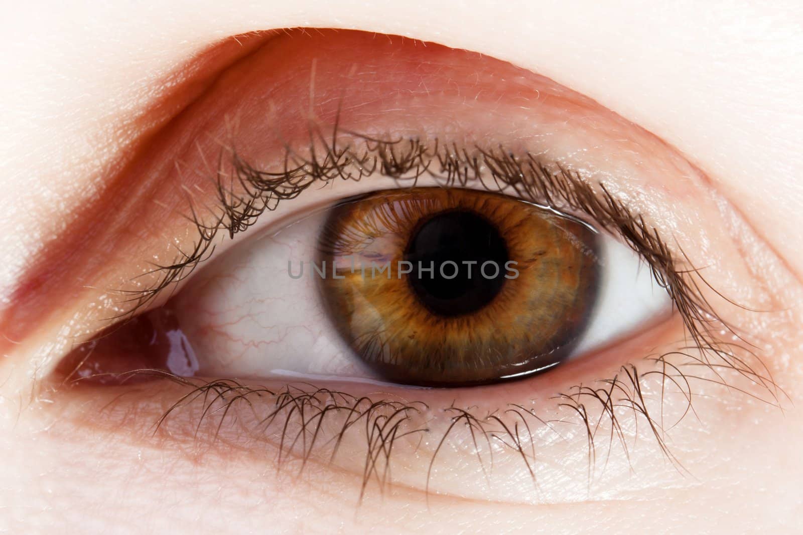 Human eye macro by ia_64
