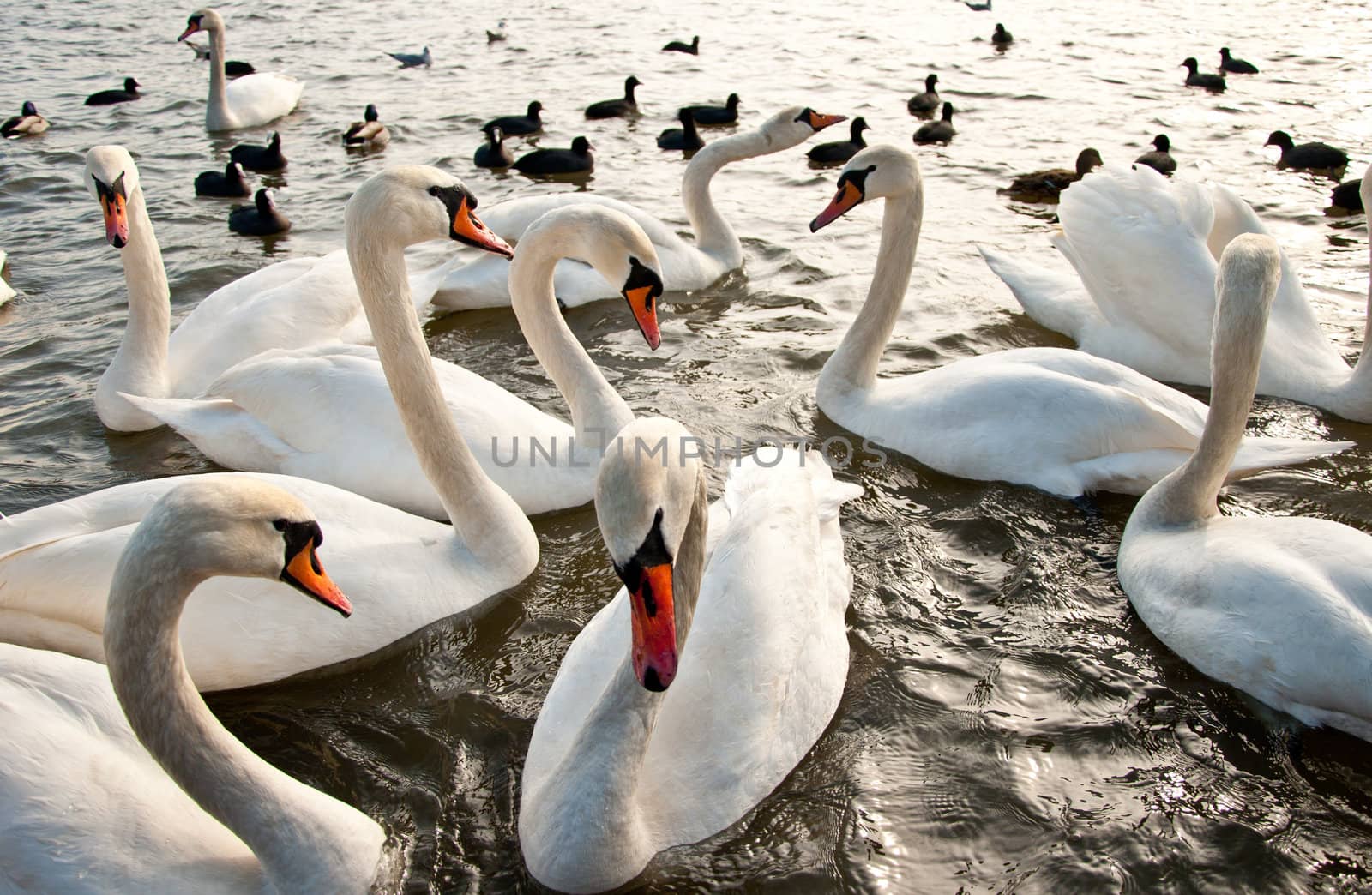 Flock of swans on the water