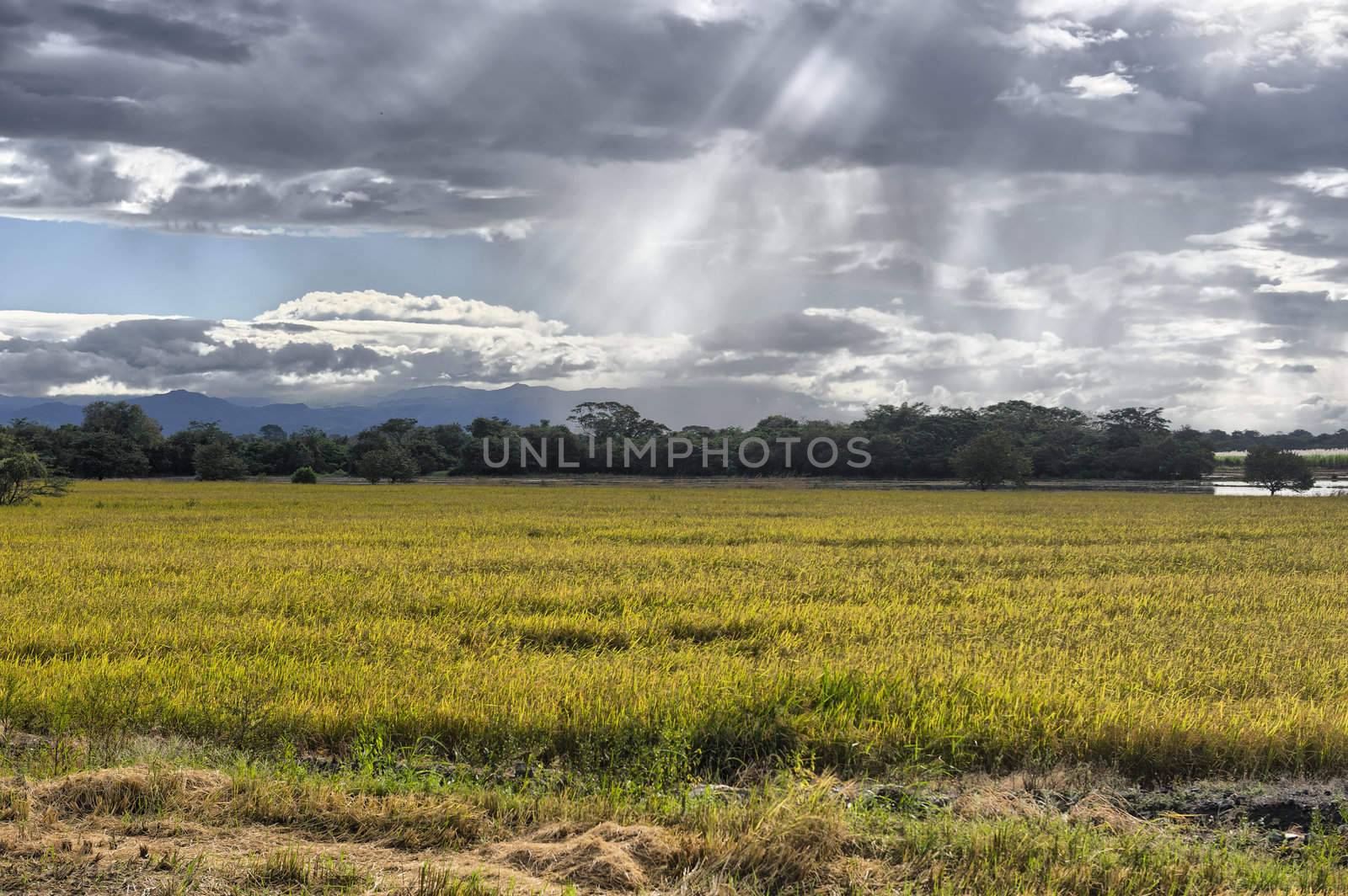 Amazing beams of sunlight on crops, just outside of Palo Verde National Park, Costa Rica.