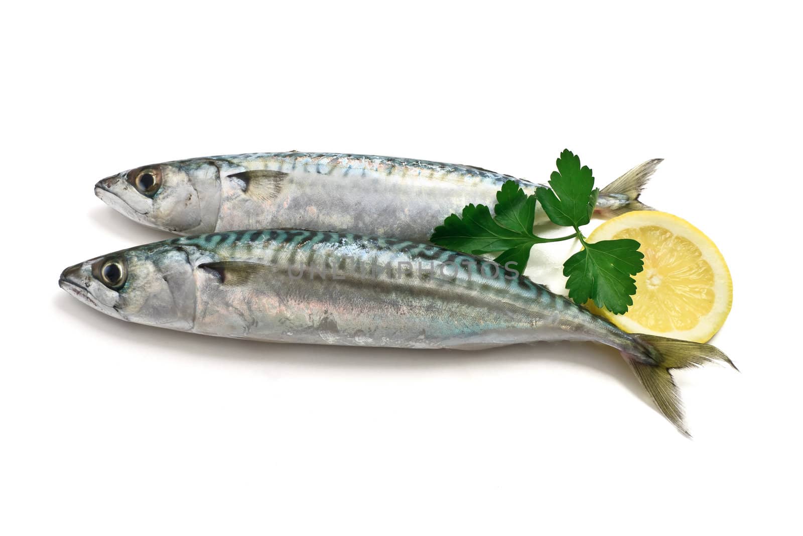two fresh mackerel fish with lemon and parsley over white background