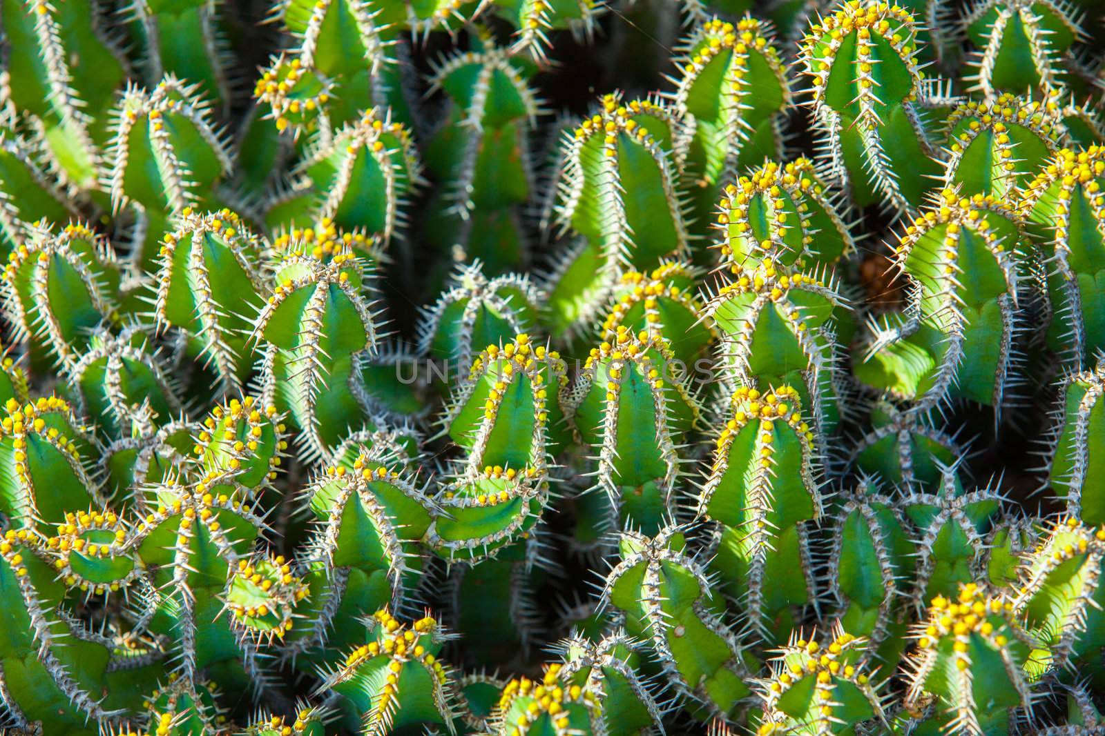 Exotic plants. Close-up of a prickly cactus