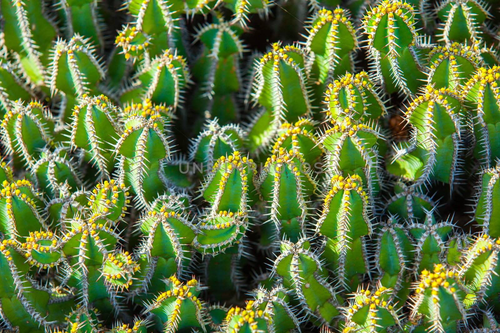 Exotic plants. Close-up of a prickly cactus