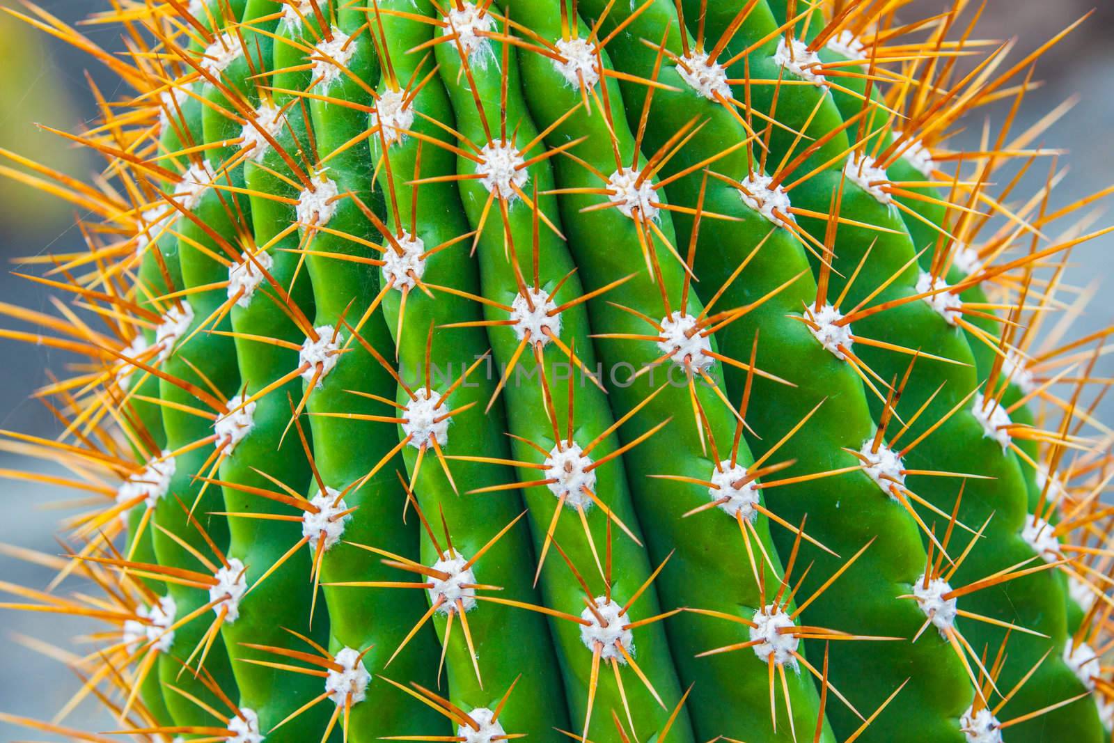 Exotic plants. Close-up of a prickly cactus