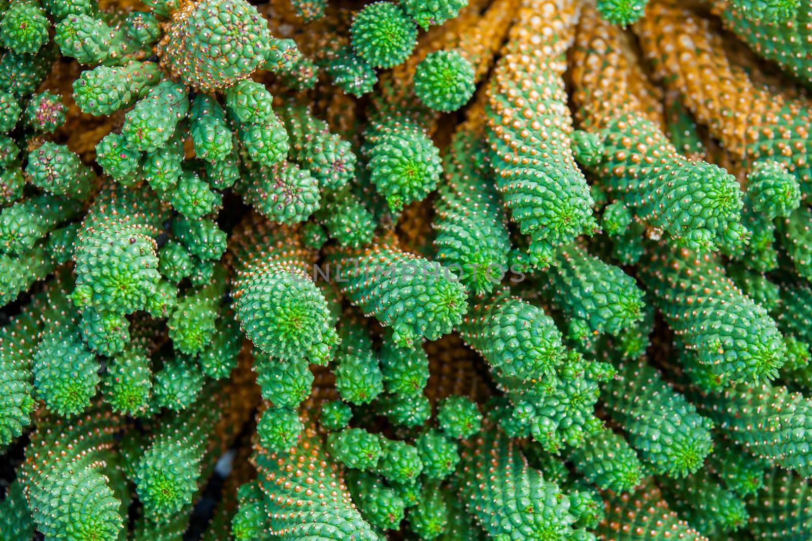 Exotic plants. Close-up of a prickly cactus