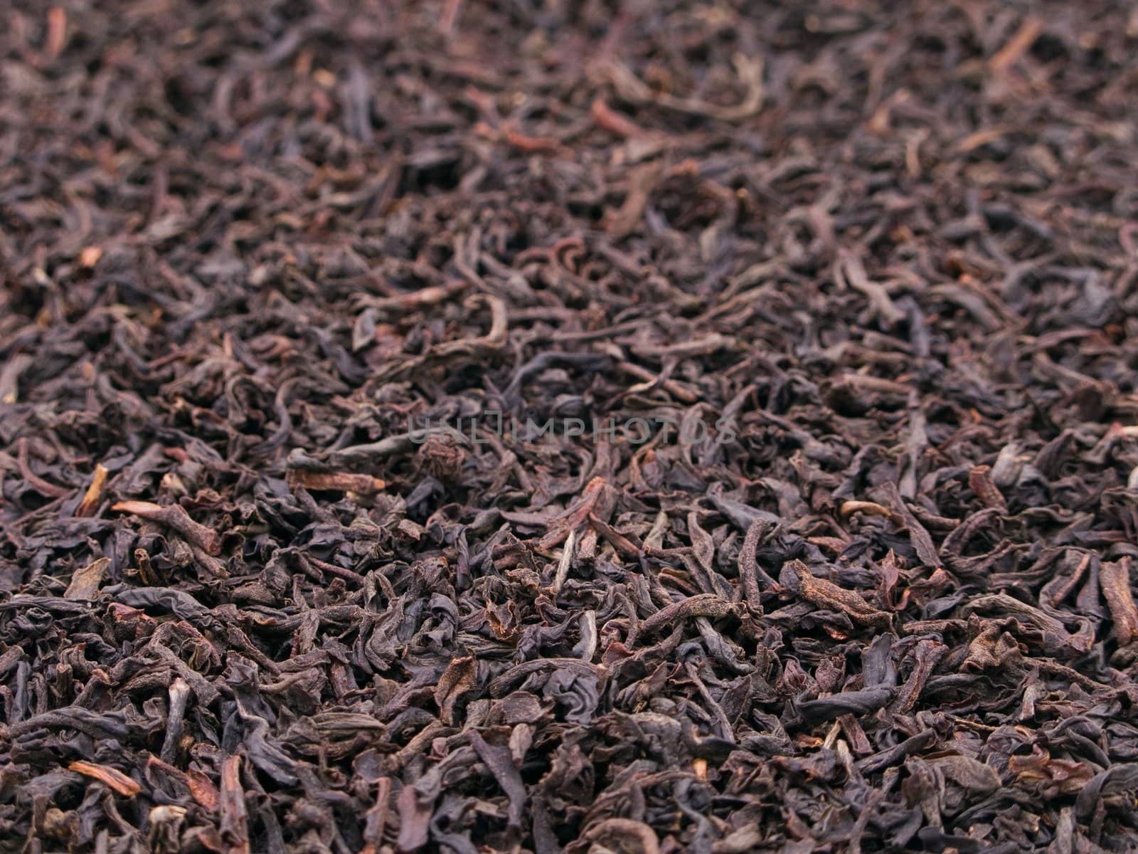 Black tea crop leaf for healthy lifestyle drink