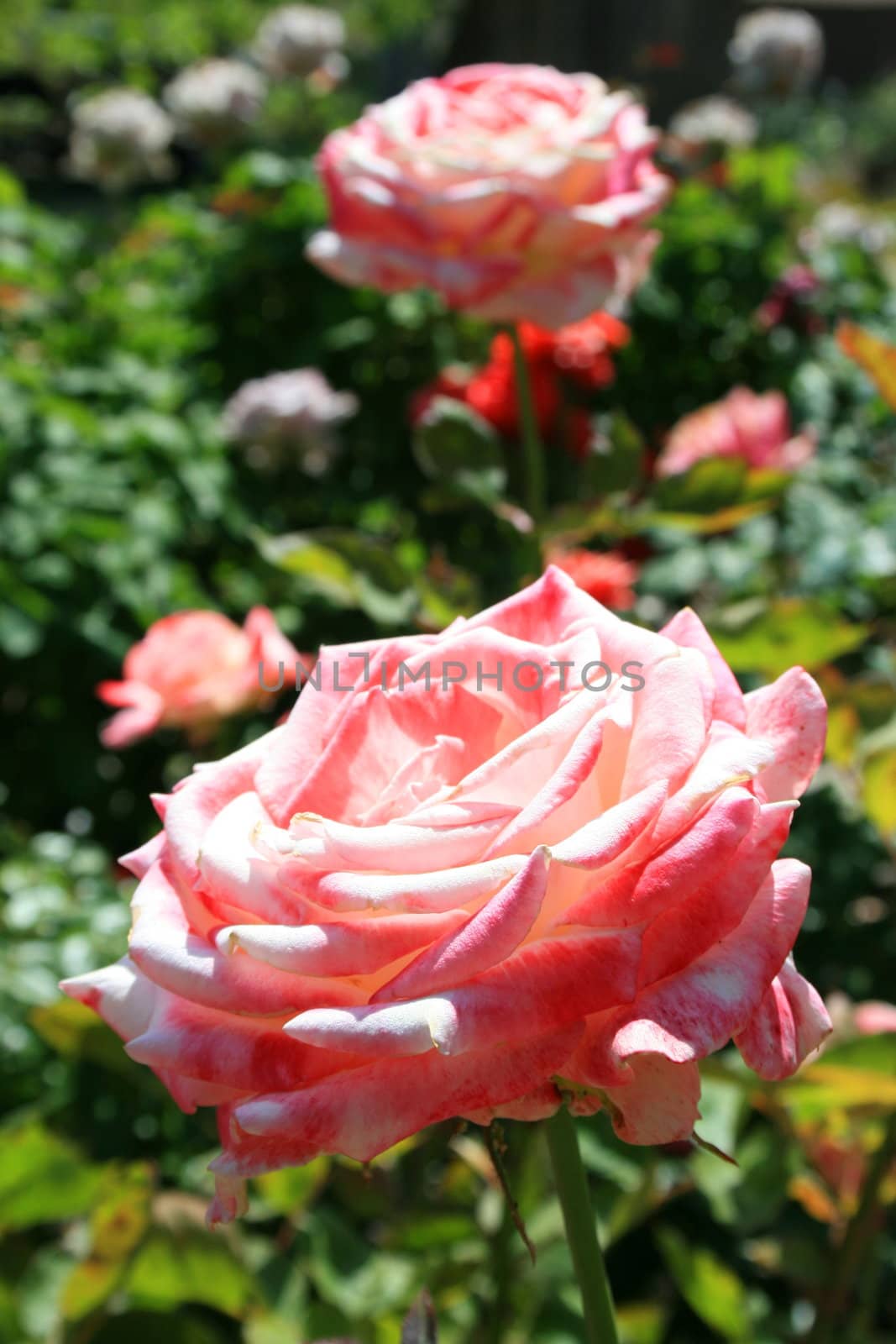 Pink rose flowers on a sunny day.
