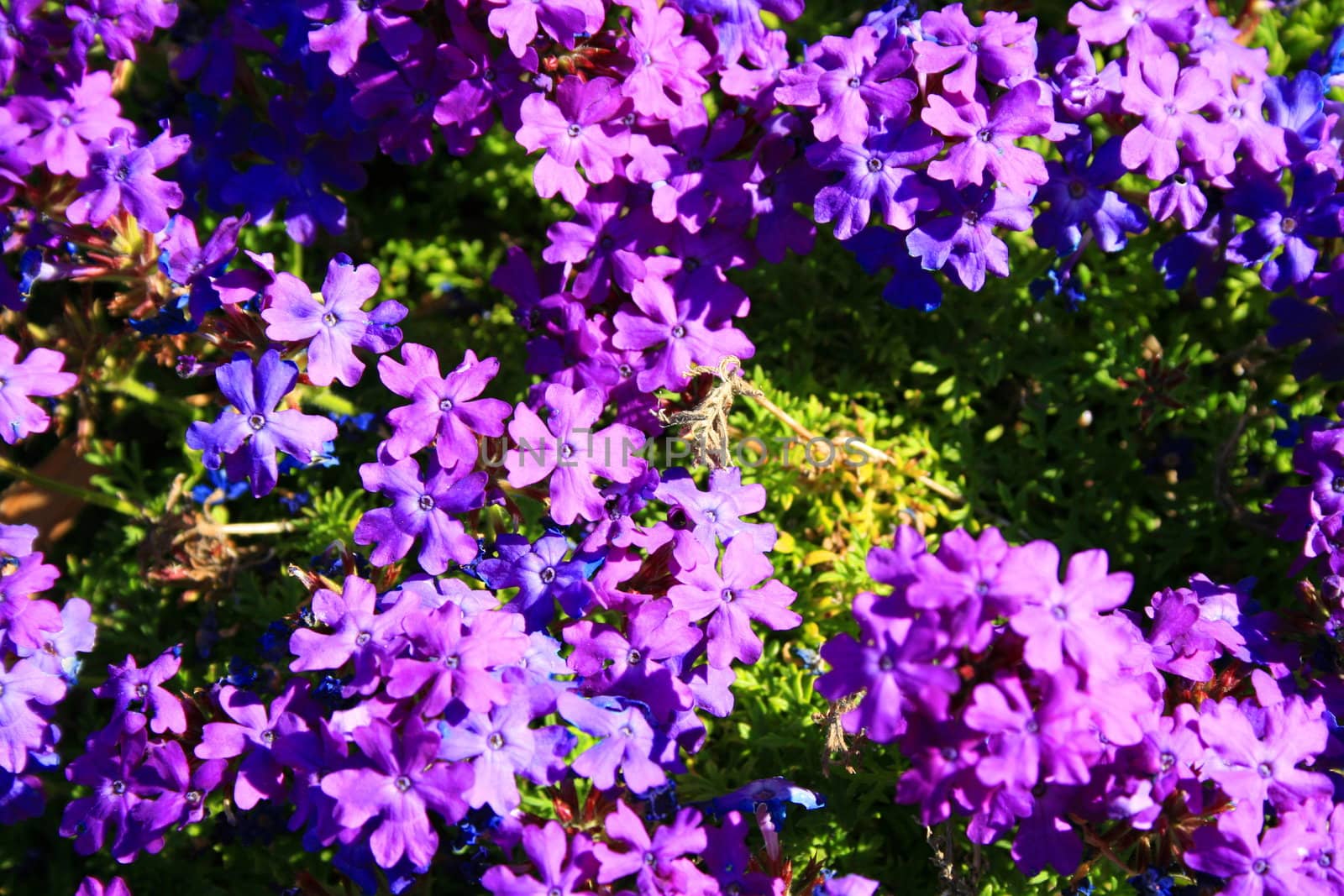 Purple lantana flowers close up on a sunny day.
