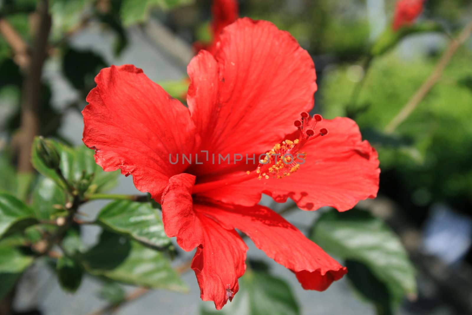 Red Hibiscus Flower by MichaelFelix
