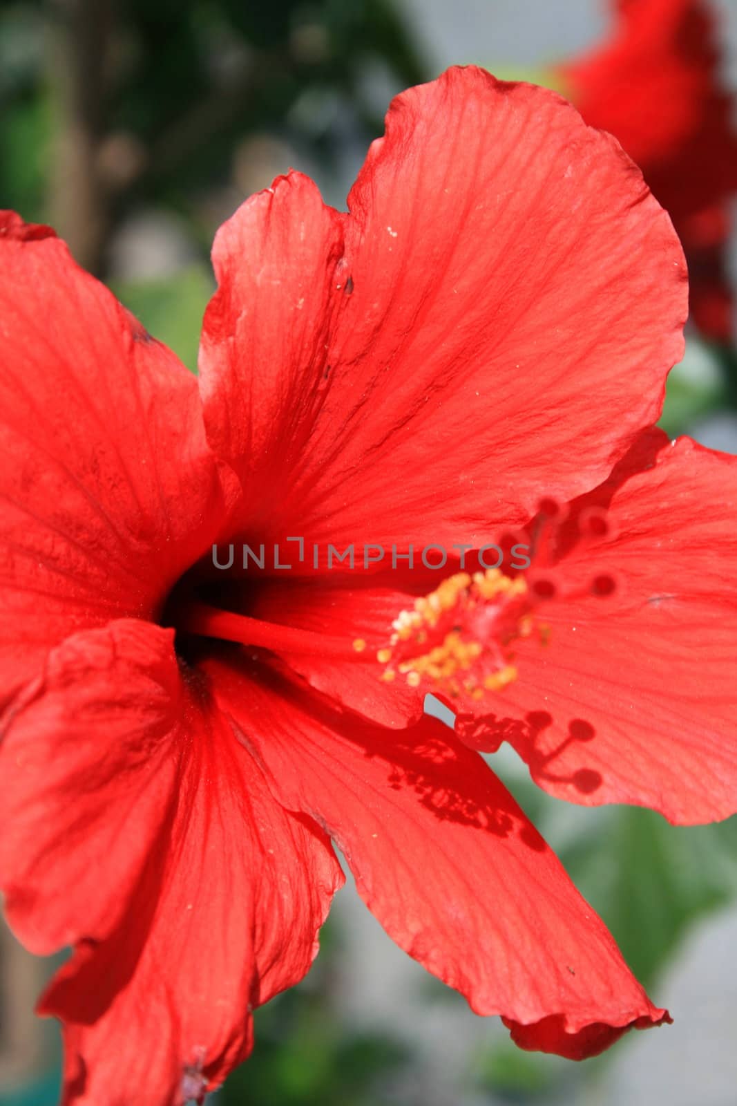 Red hibiscus flower close up on a sunny day.

