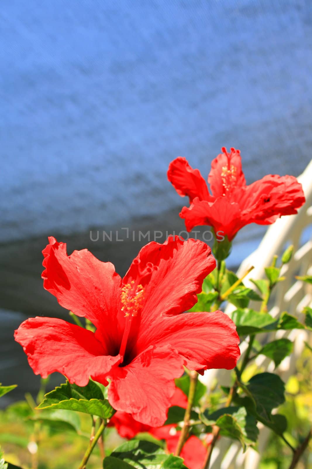 Red hibiscus flowers close up on a sunny day.
