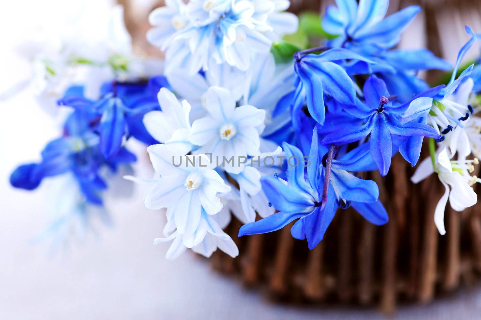 Blue bouquet of first spring flowers closeup