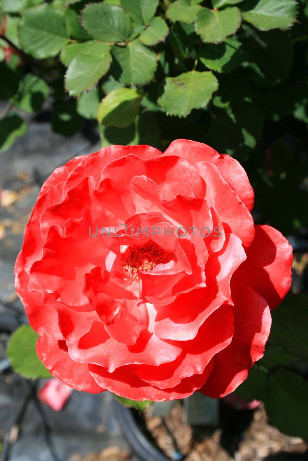 Red rose flower close up on a sunny day.
