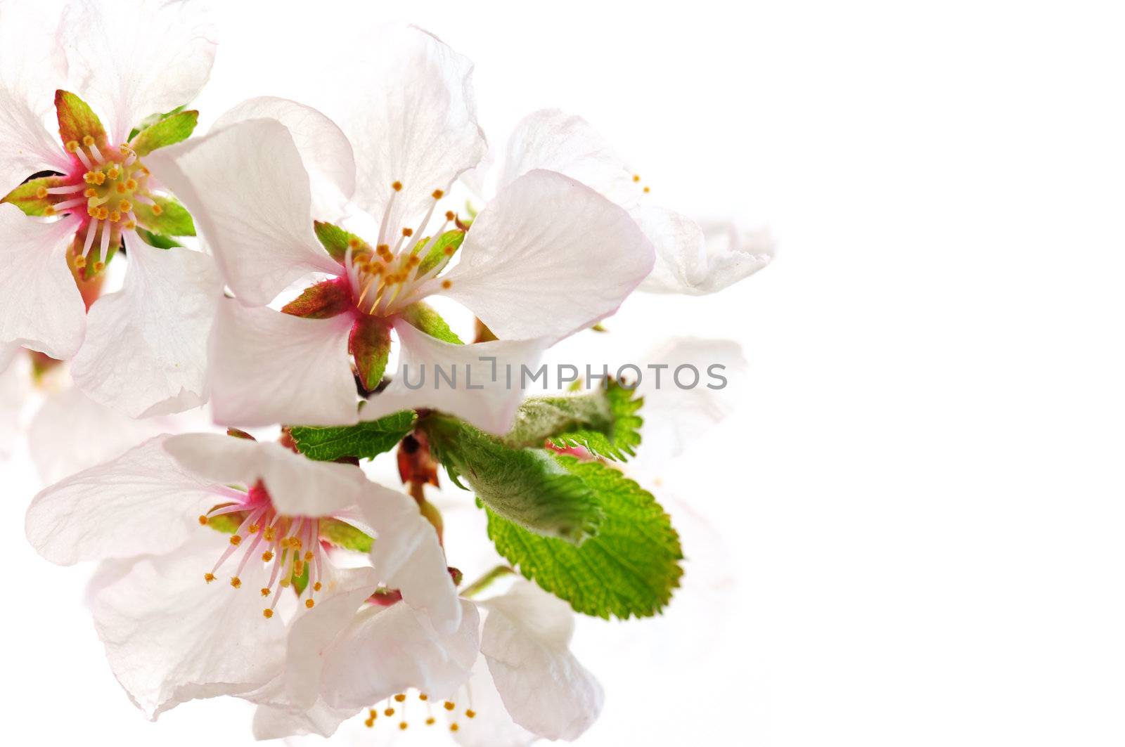 Macro of pink cherry blossoms isolated on white background