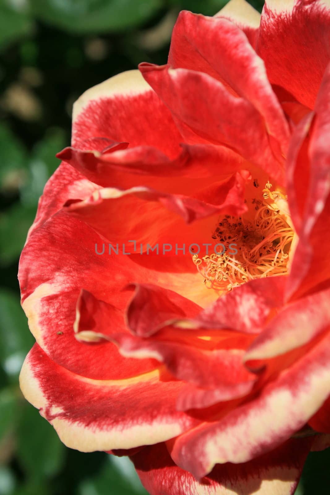 Red rose flower close up on a sunny day.
