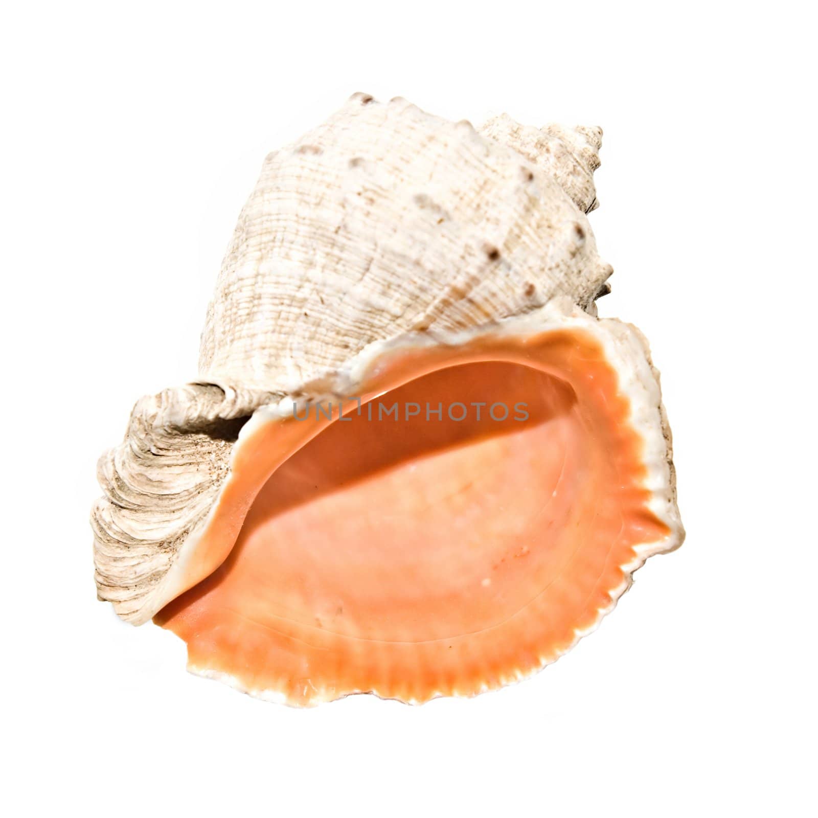 An isolated photo of a pink sea shell
