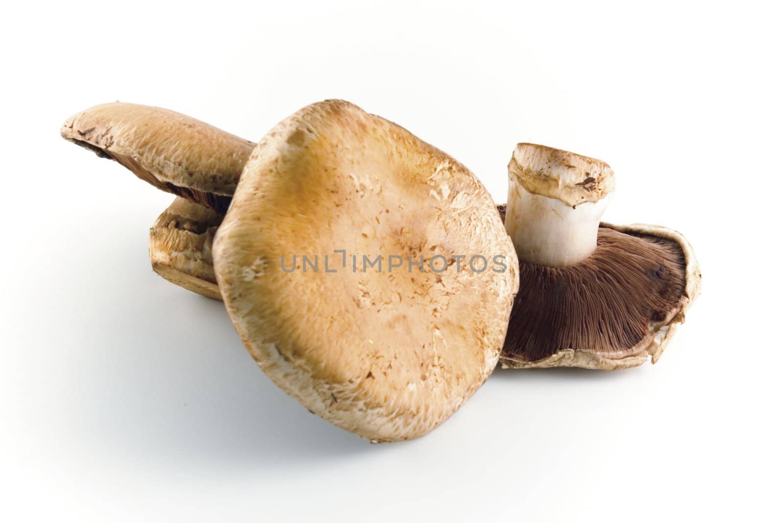 Wood edible mushrooms on a white background