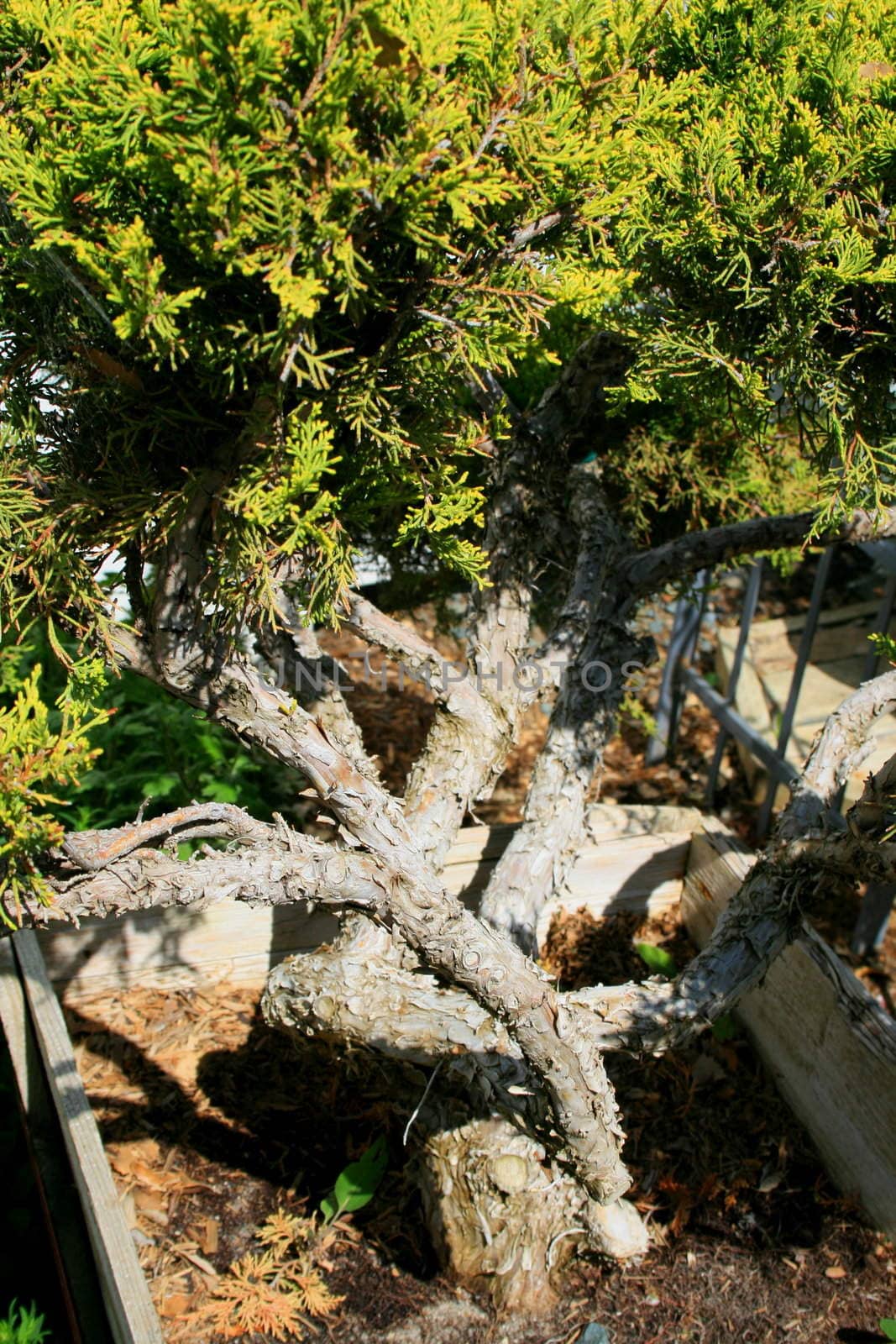 Close up of a small tree in a garden.
