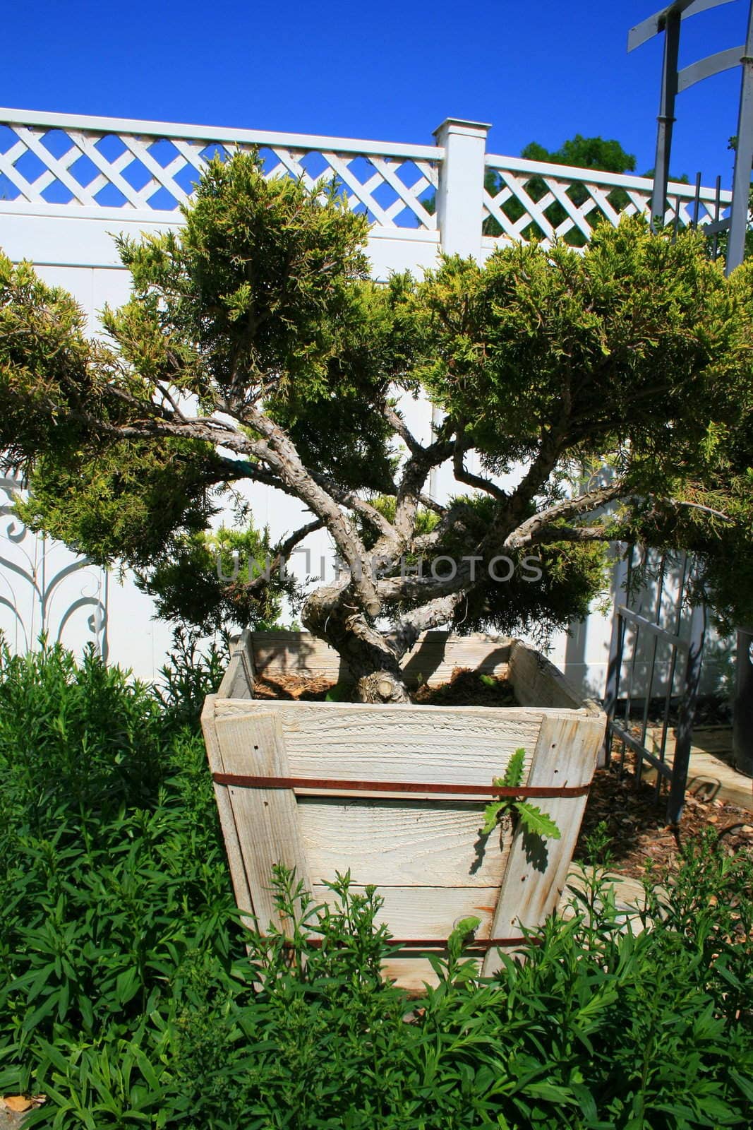 Close up of a small tree in a garden.
