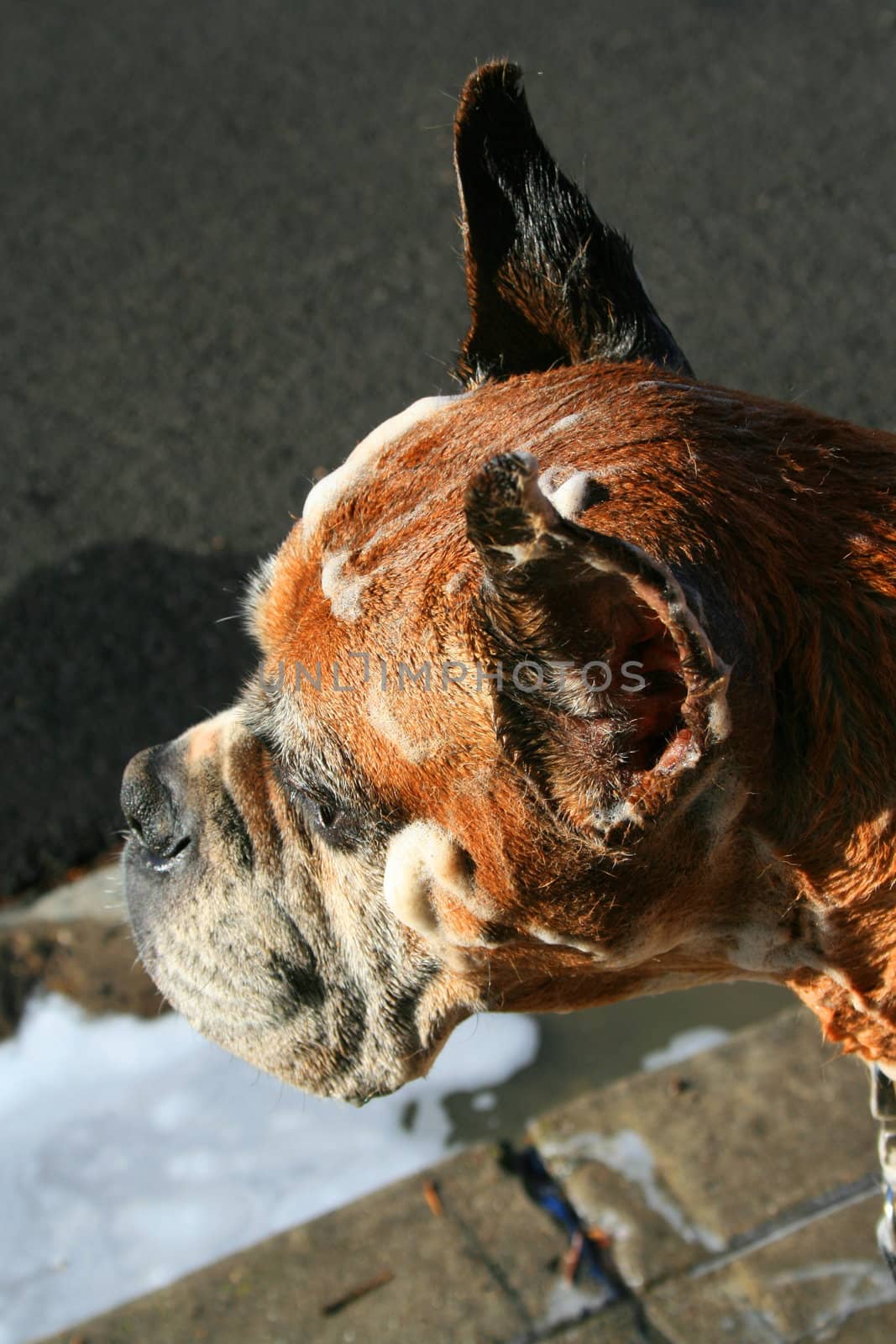 Close up of a soapy boxer dog.
