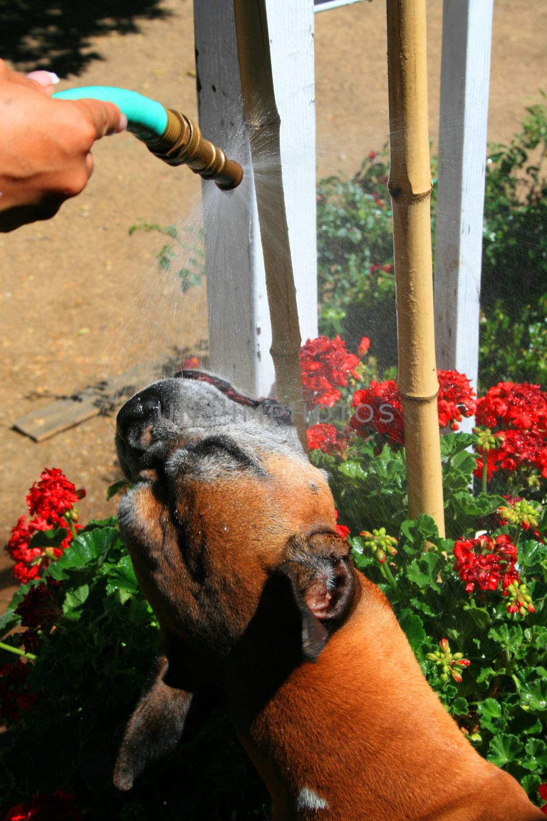 Boxer dog getting sparayed with a water hose outdoors.
