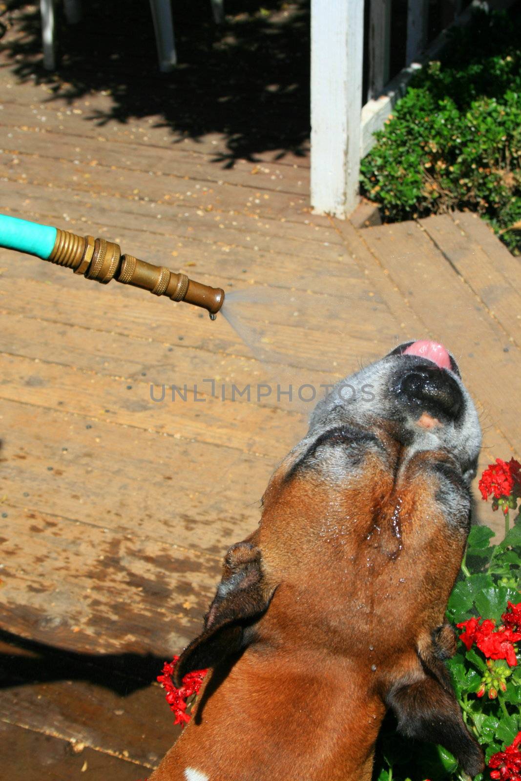 Boxer dog getting sparayed with a water hose outdoors.
