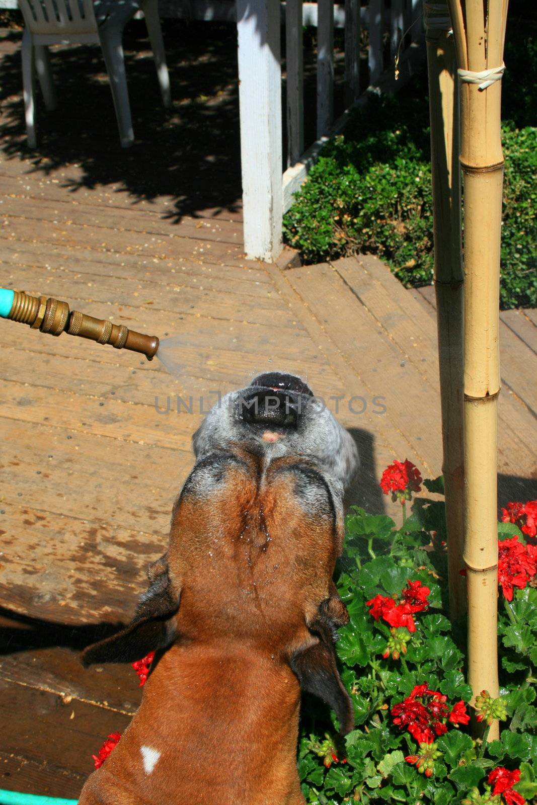 Boxer dog getting sparayed with a water hose outdoors.
