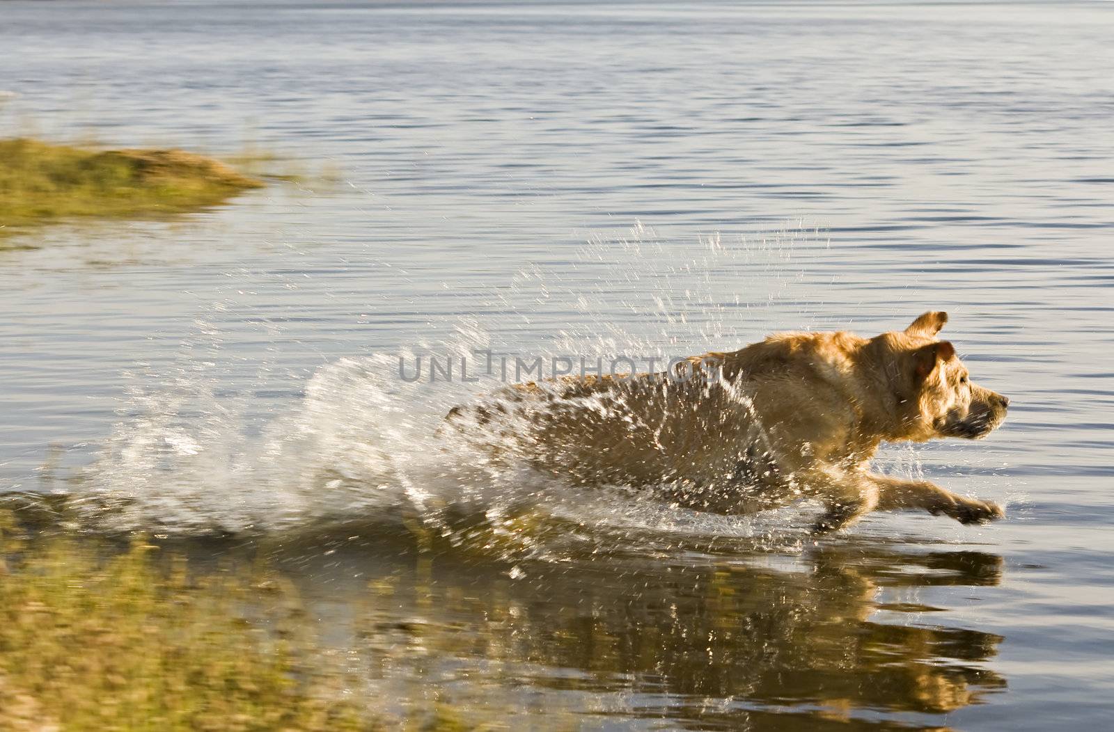 Labrador retriever running into the water