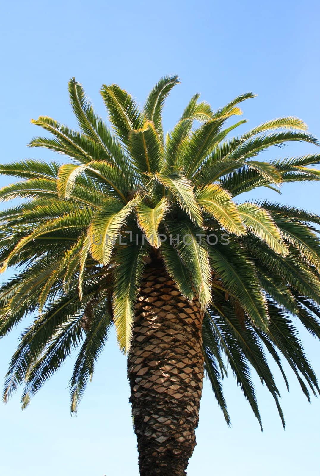 Tropical palm tree close up over blue sky.
