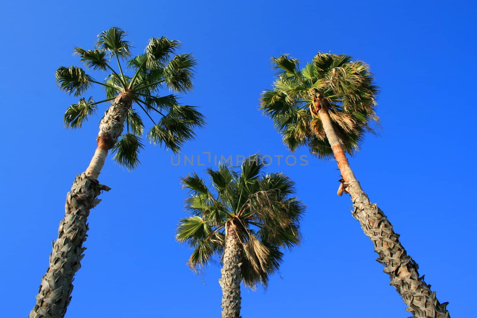 Tall tropical palm trees over blue sky.
