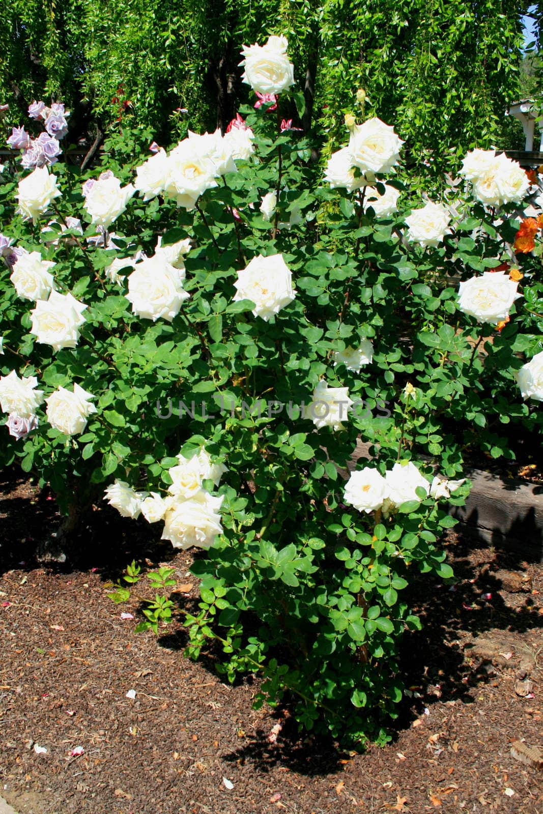 White rose flowers on a sunny day.
