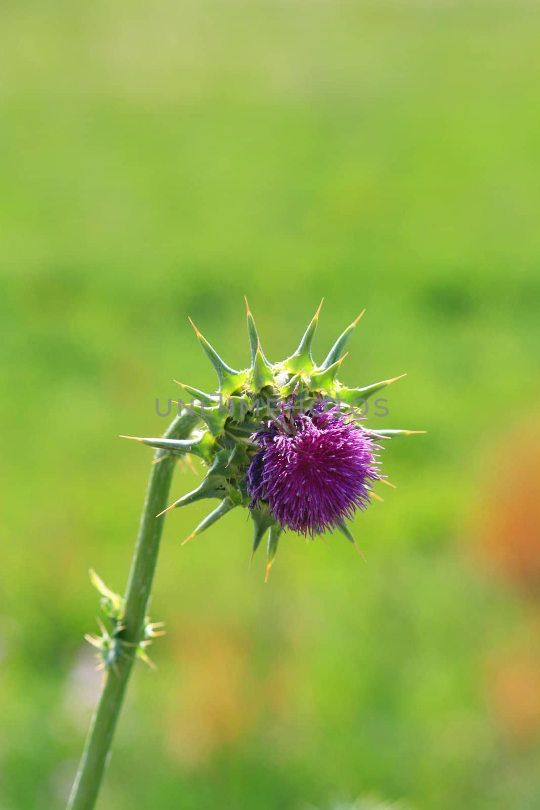 Purple wild flower on a sunny day.
