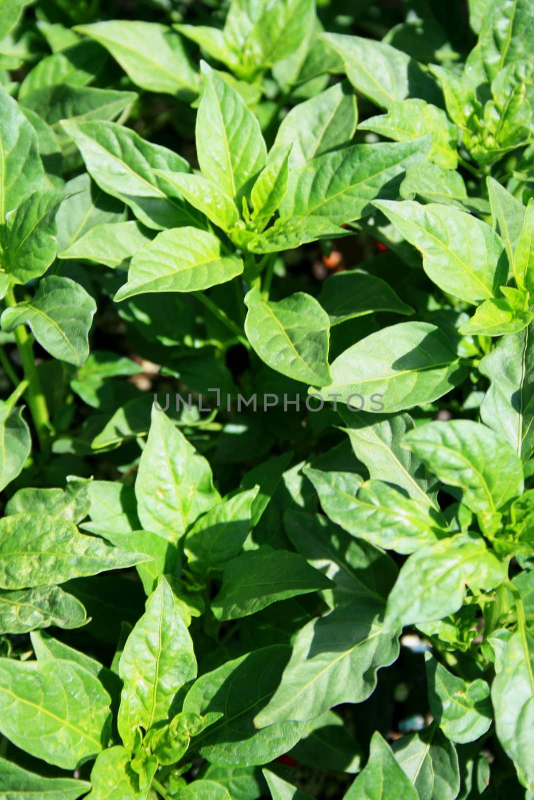 Close up of the wild plants on a sunny day.
