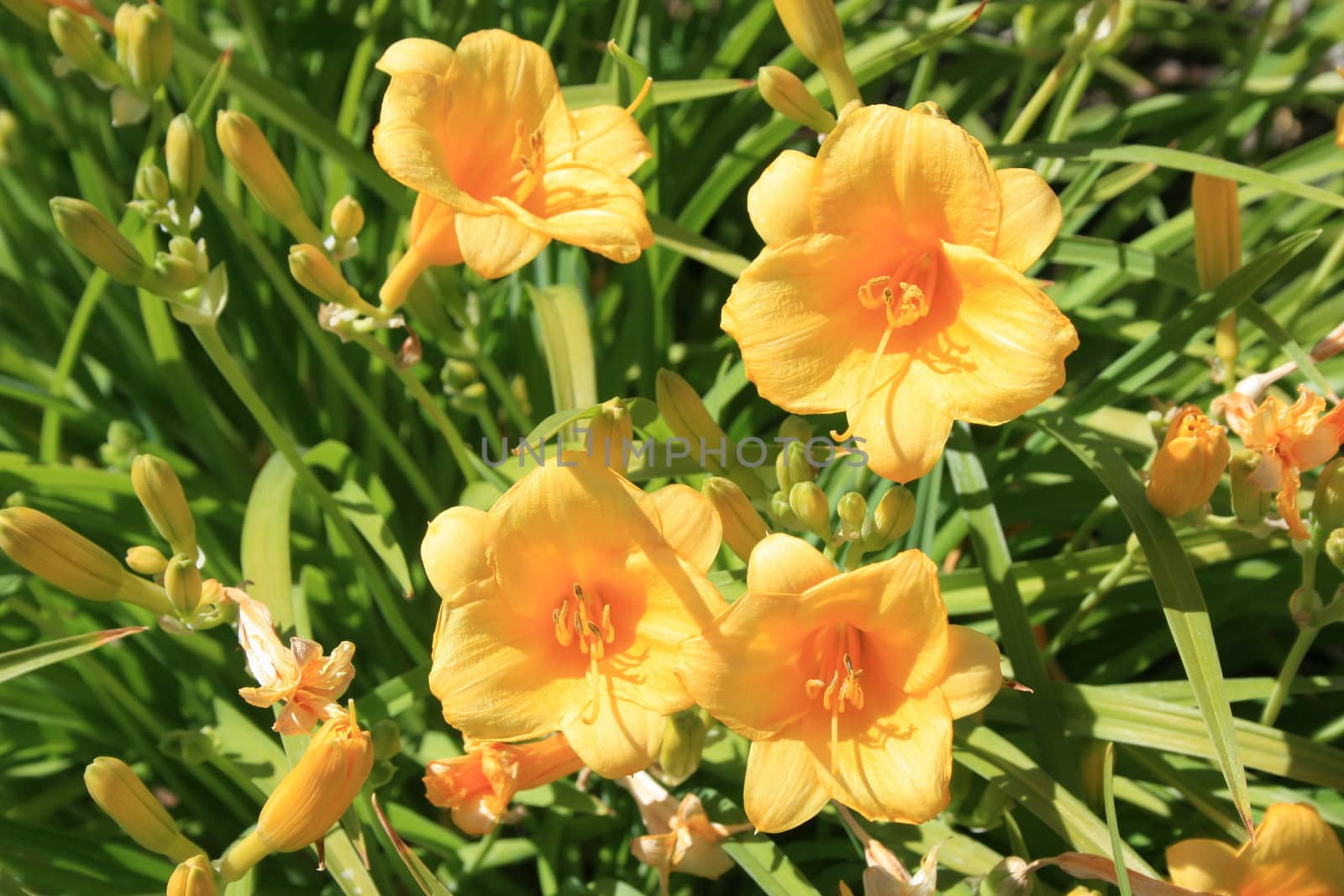 Close up of the yellow daylily flowers.
