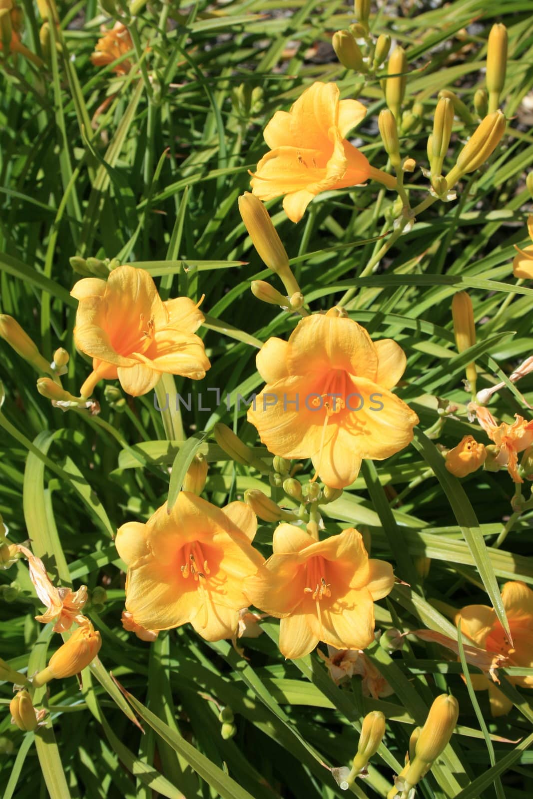 Close up of the yellow daylily flowers.
