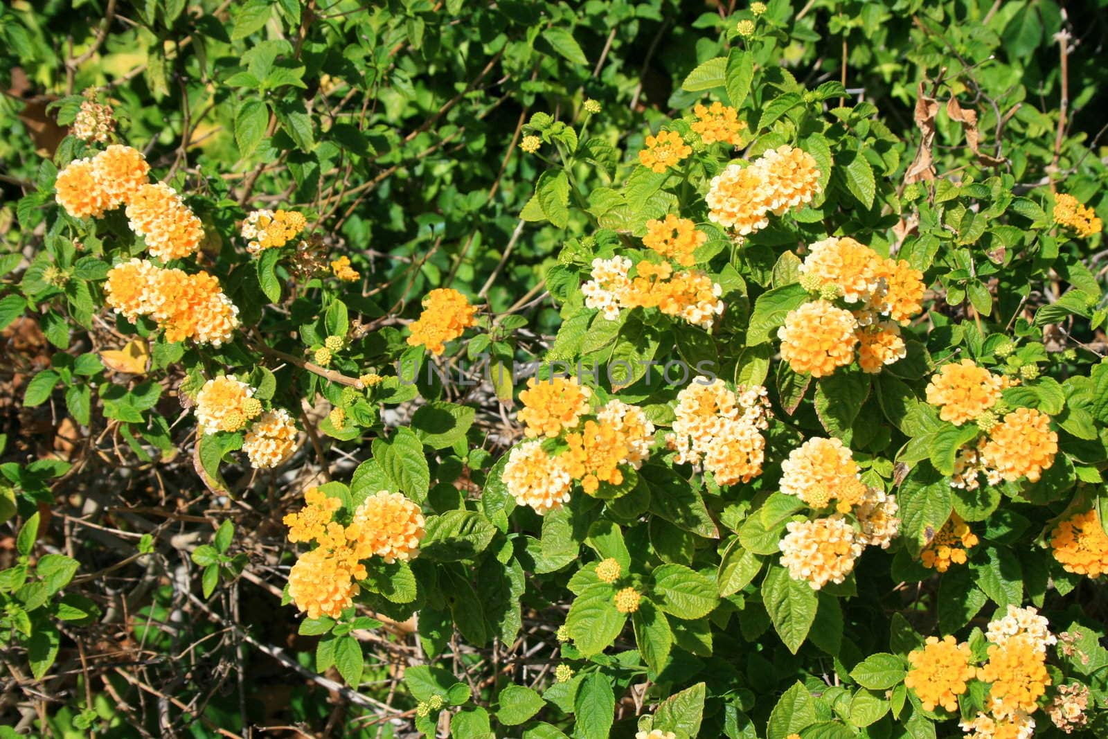 Close up of the yellow lantana flowers.
