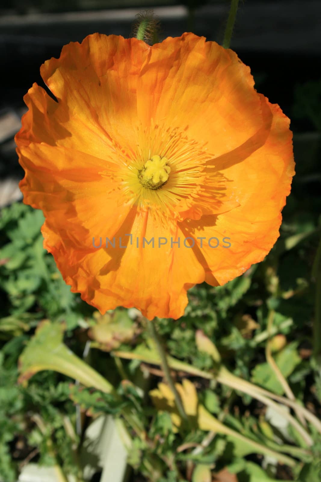 Close up of a yellow poppy flower.

