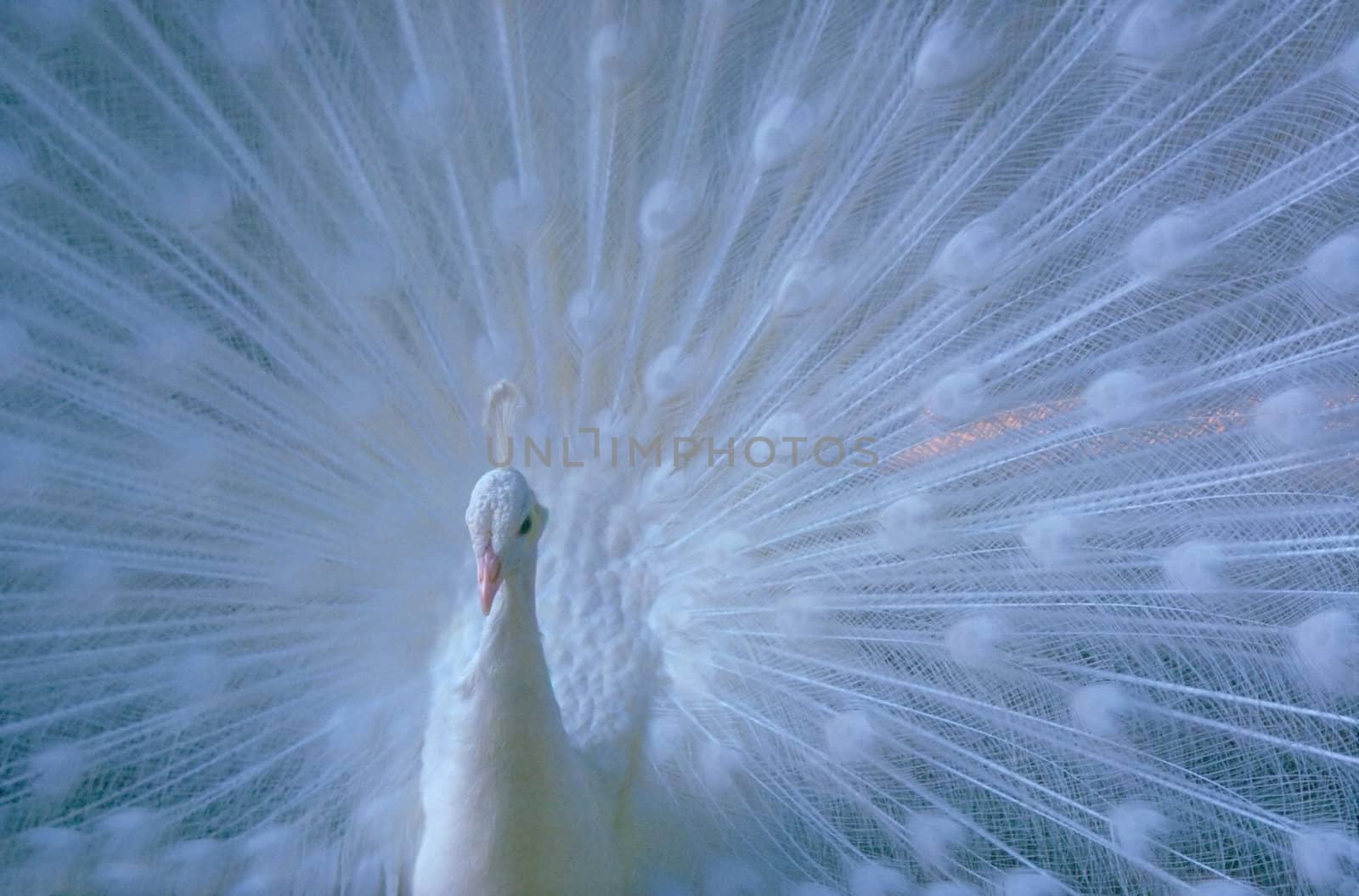 Close up of white peacock