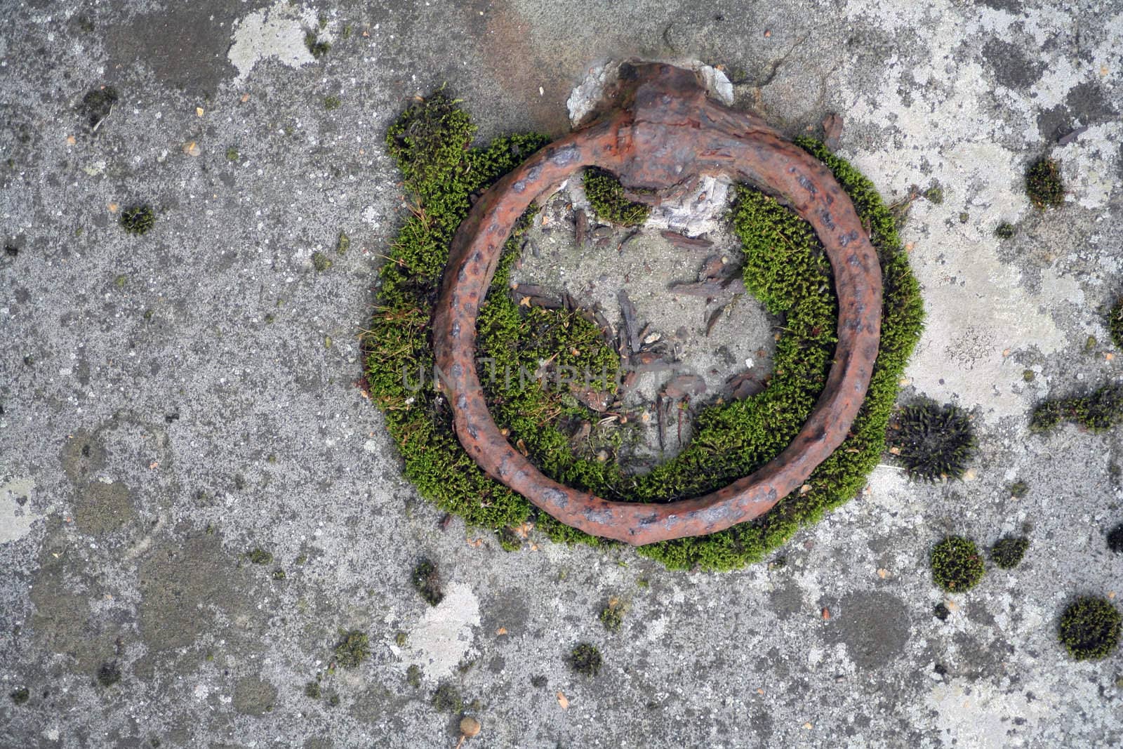 Moss growing around a rusty ring on an 18th century grave cover.