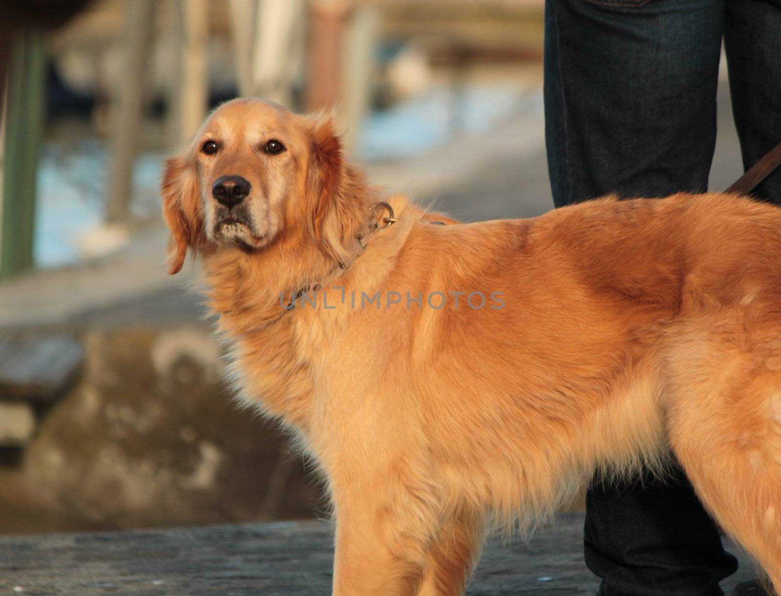 Golden labrador retriever dog standing next to its master