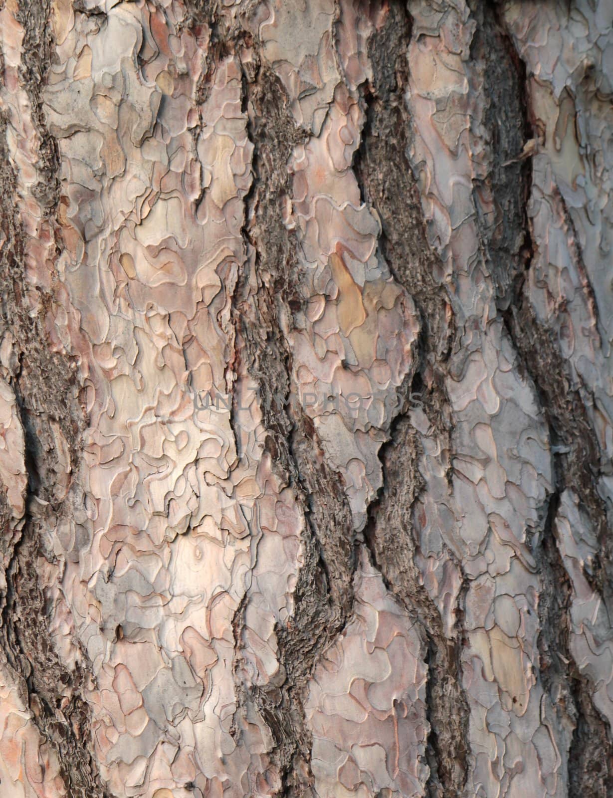 Close up of a black pine trunk bark as a texture