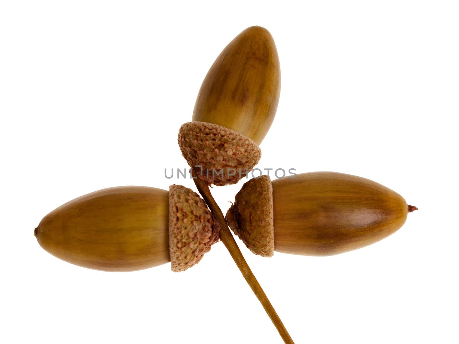 Nature oak tree brown acorn nut isolated on white