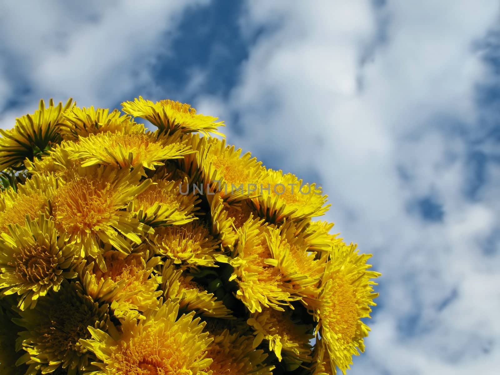 Flower on green nature grass, blue sky at summer