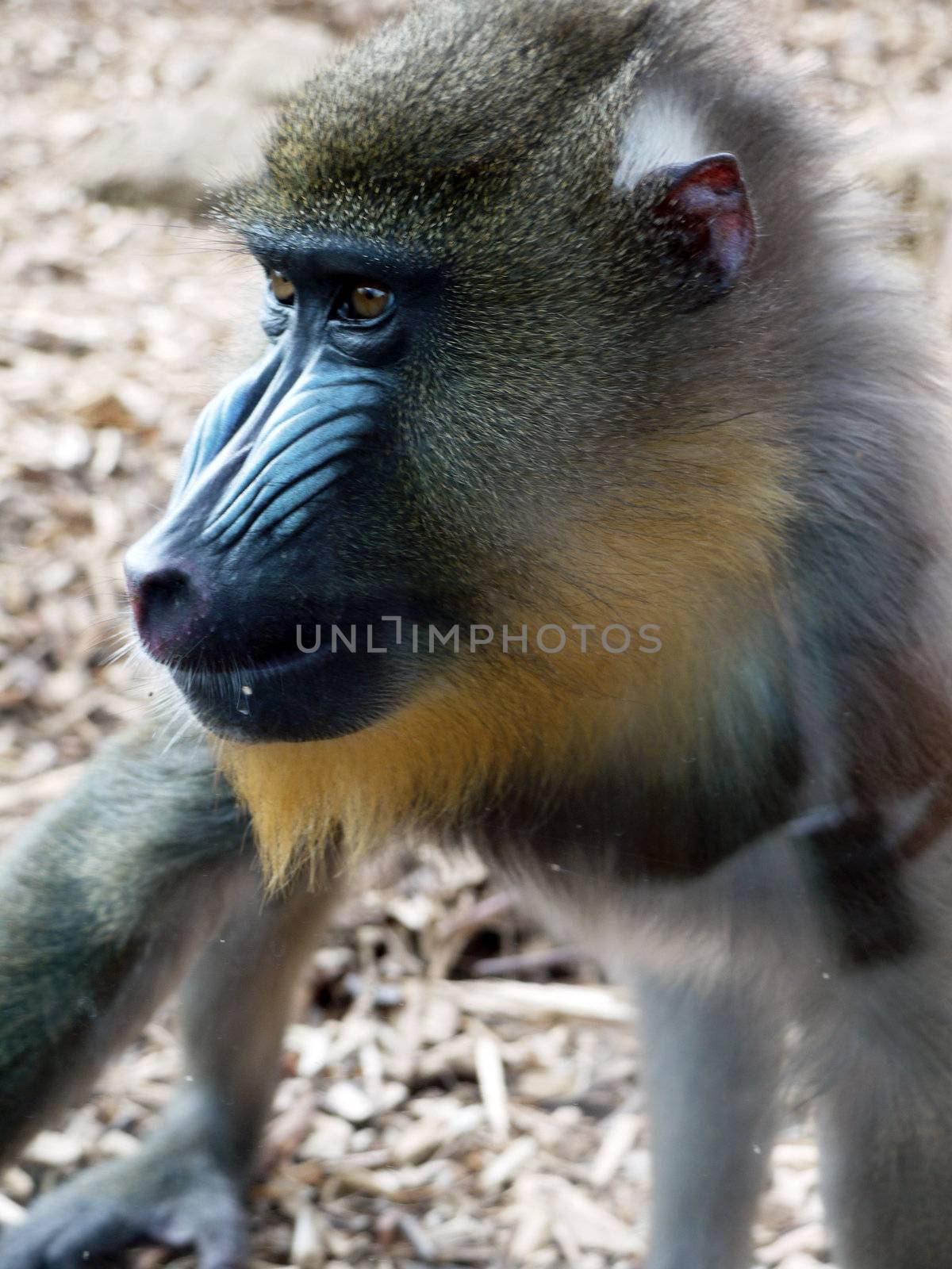 portrait of a monkey