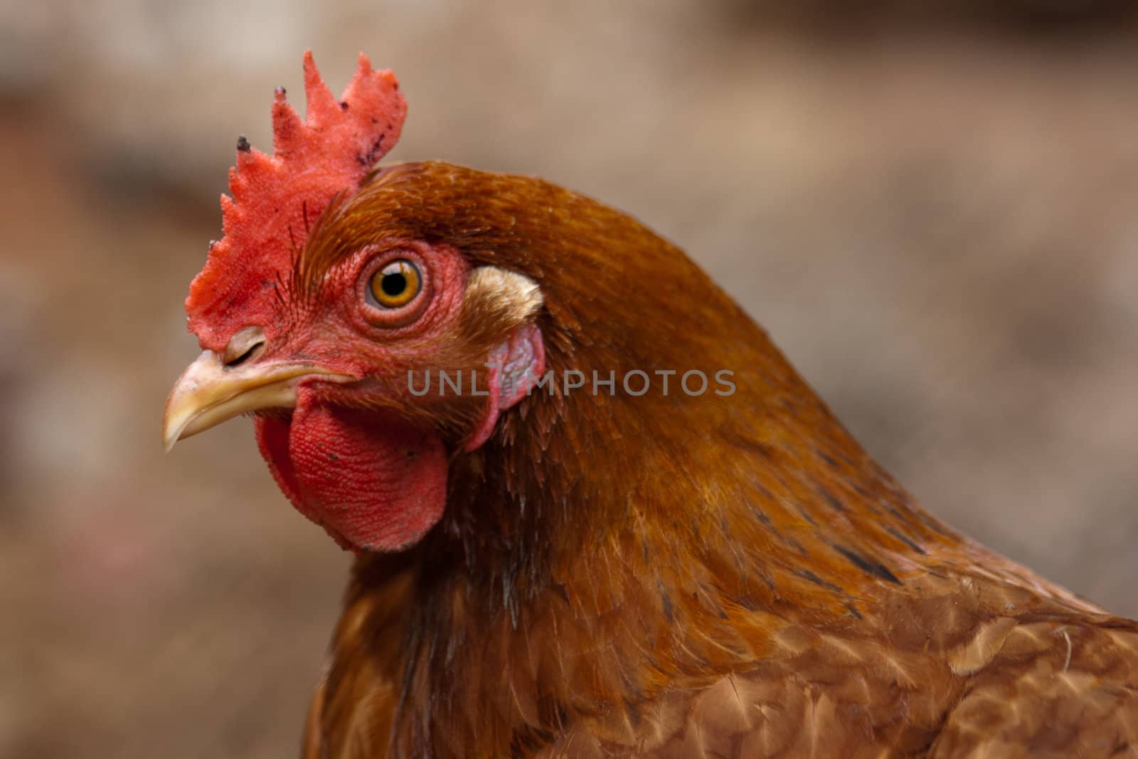Chicken portrait in a farmland