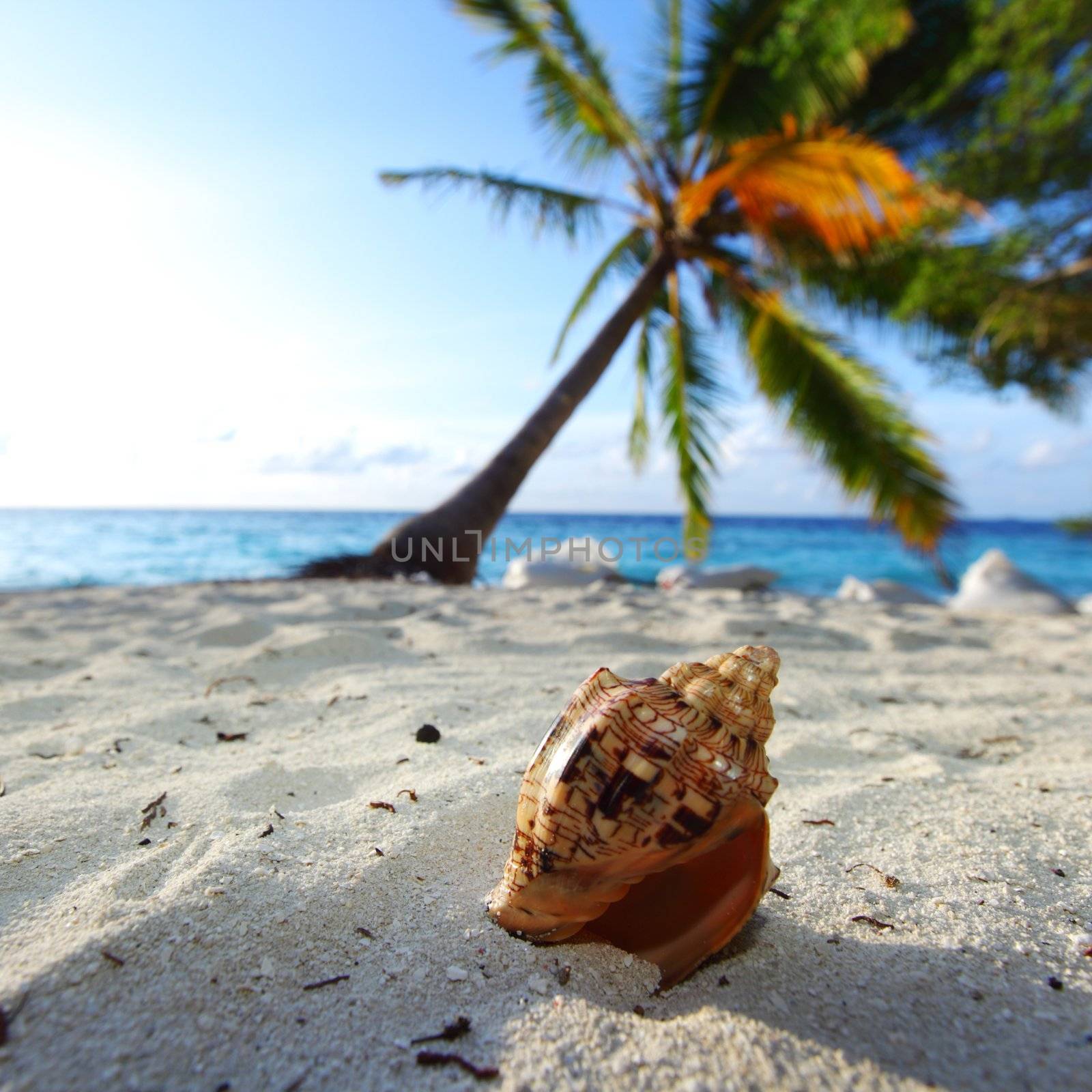 shell on sand under palm