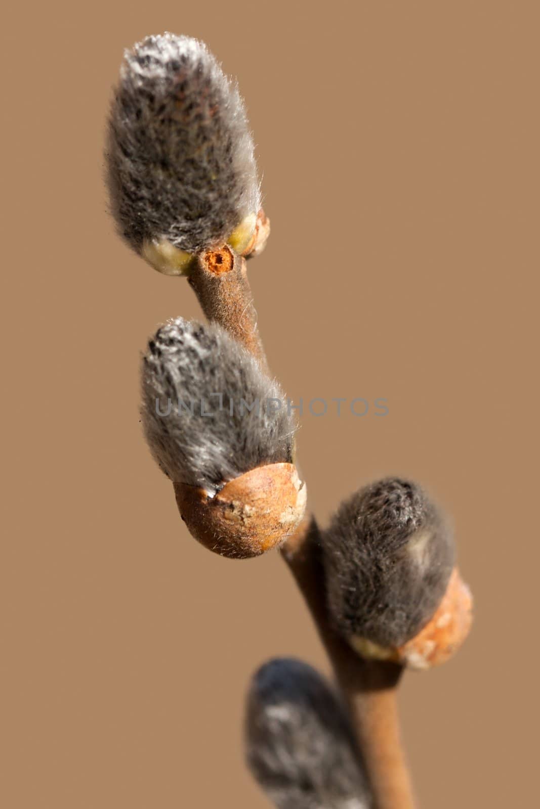 Spring nature willow tree plant branch bud growth